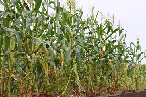 White corn in husk, close up