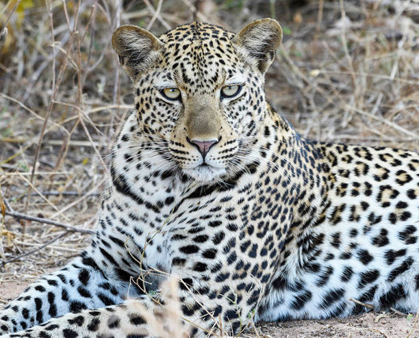 istock Magical Zambia wildlife pictures 1409019973