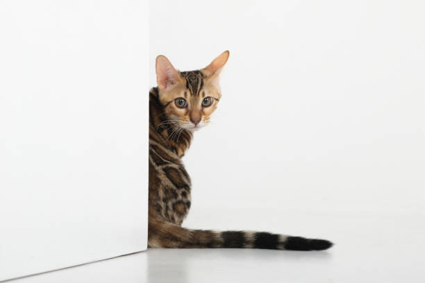 istock charming bengal cat posing in a photo studio 1409020023