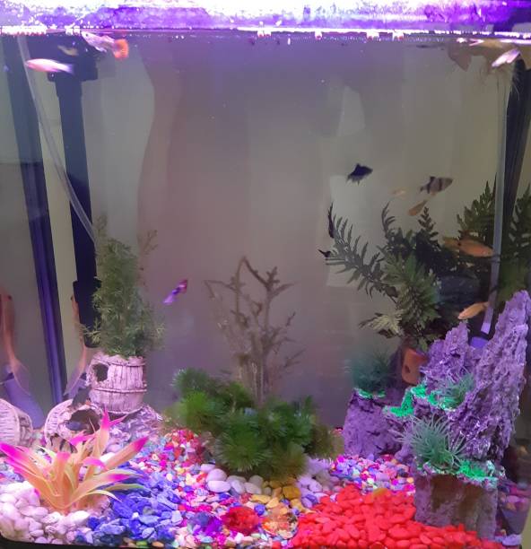 istock colorful small vibe aquarium 1409020103