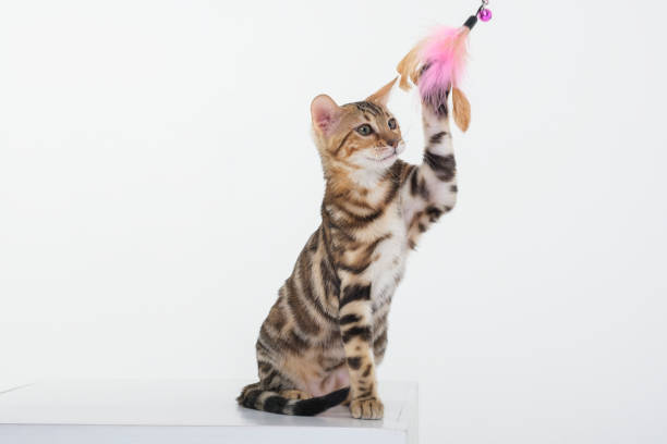 istock charming bengal cat posing in a photo studio 1409020237