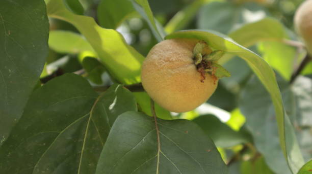 istock An Very Rare Fruit MESPILUS Growing In An Tree With Green Leafs At Kullu Manali Orchards Himachal Pradesh INDIA. 1409020240