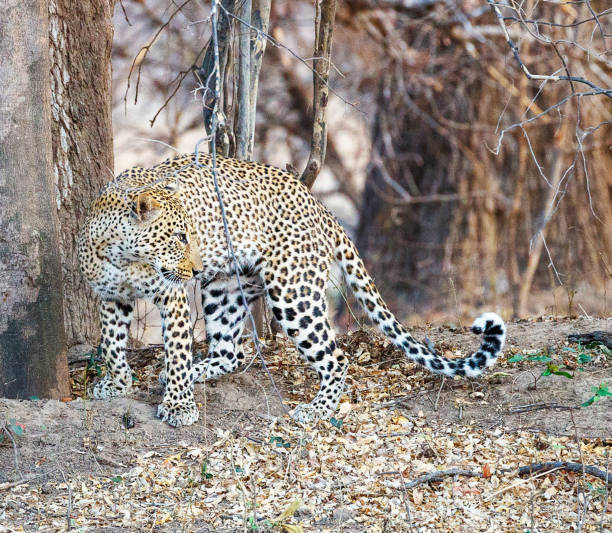 istock Magical Zambia wildlife pictures 1409020332