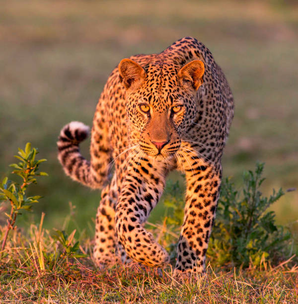 istock Magical Zambia wildlife pictures 1409020465
