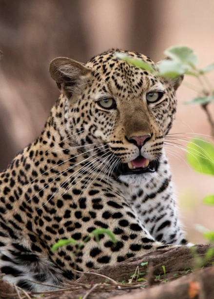 istock Creative Zambia wildlife pictures 1409021630