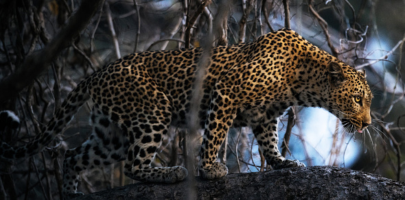 Magical Zambia wildlife pictures