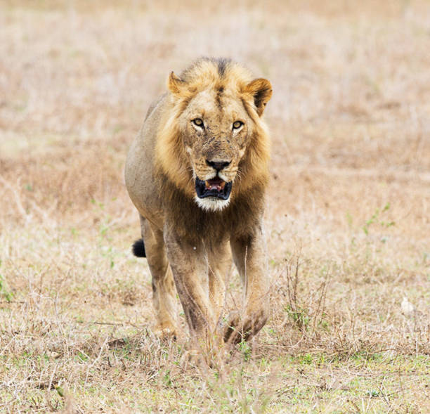 istock Creative Zambia wildlife pictures 1409021644