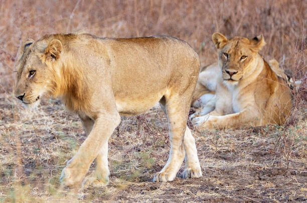 istock Creative Zambia wildlife pictures 1409021780