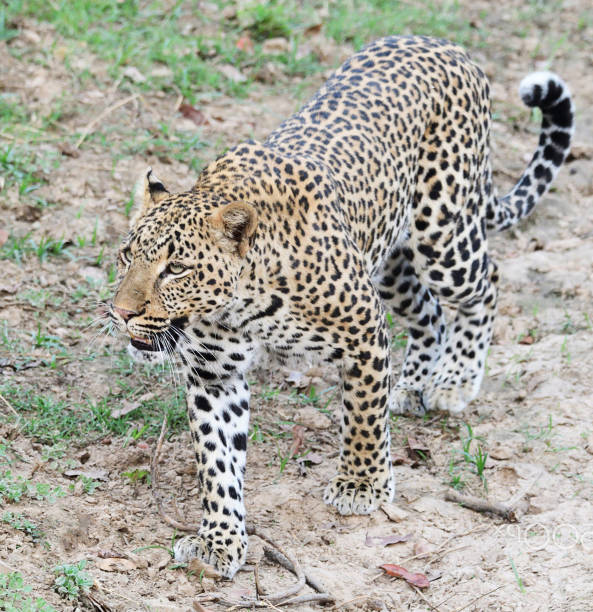 istock Creative Zambia wildlife pictures 1409021824
