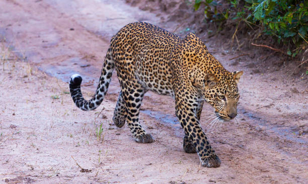 istock Creative Zambia wildlife pictures 1409021992