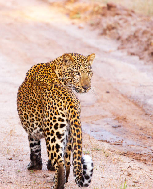 istock Creative Zambia wildlife pictures 1409021993
