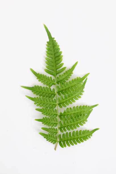 istock Green leaves isolated on white background 1409022051