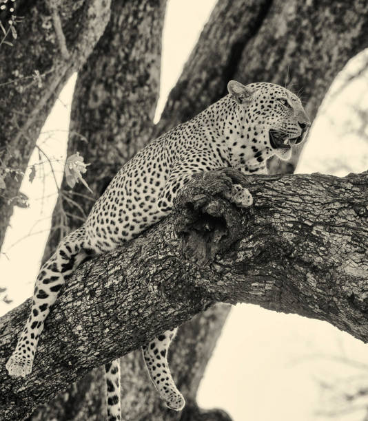 istock Creative Zambia wildlife pictures 1409022062