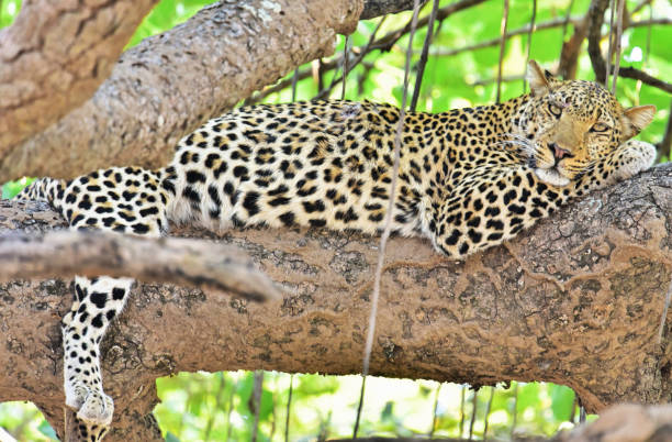 istock Creative Zambia wildlife pictures 1409022200