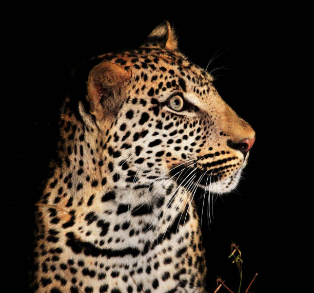 istock Creative Zambia wildlife pictures 1409022202