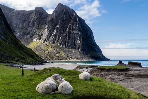 three white sheep lying on the grass next to kvalvika beach and the ocean with mountains in the background on lofoten island, norway