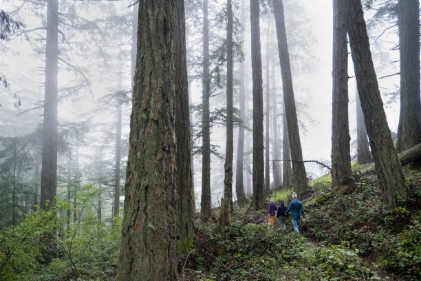 istock Family hiking in a lush green forest 1409024596