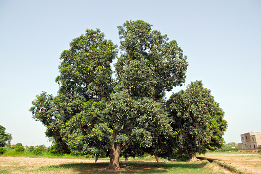 mango tree with fruit in Pakistan