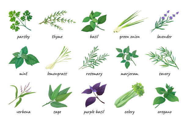 ilustrações de stock, clip art, desenhos animados e ícones de herb icons. various cooking ingredients, fresh thyme, coriander and parsley. green and purple basil, mint and lavender. medicine herbal leaves, spicy rosemary, dill and sage. vector elements - oregano rosemary healthcare and medicine herb