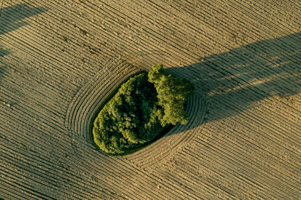 abstract green oasis - copse imagens e fotografias de stock