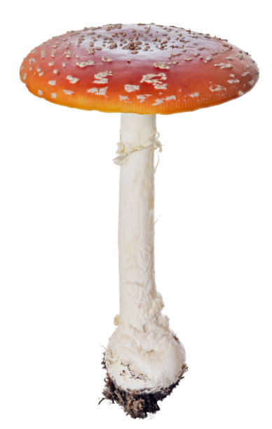 istock isolated poisonous large red cup fly agaric mushroom 1409027800