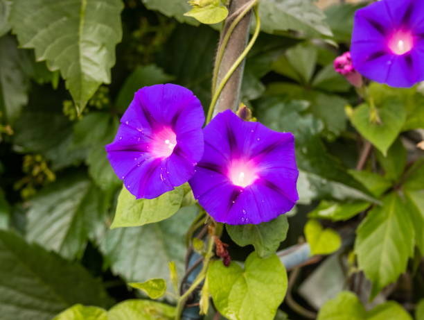 istock Beautiful flower after the rain. 1409027876