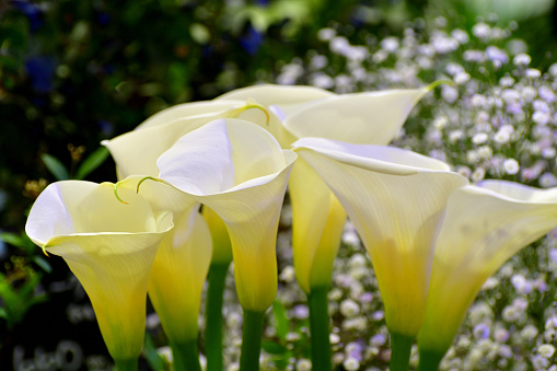 Calla lily, which is native to the marshes of South Africa, is very elegant plant, but it is not really a lily at all, but a member of Araceae family. The extraordinary funnel or trumpet shaped flowers grow on tall thick stems and have a yellow spadix emerging from their center. Thanks to hybrid, calla lily can be found in many different colors such as white, pink, red, orange, yellow, purple and cream. The calla lily is popular as wedding bouquets as it is a symbol of purity and beauty.