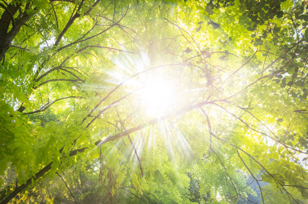 istock Abstract blur green foliage and tree in jungle with sun light 1409029954