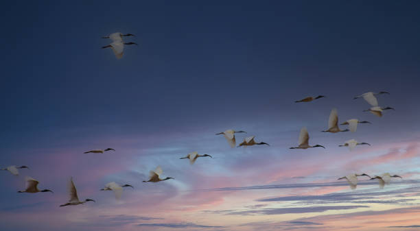 istock white family heron flying in the cloud 1409030912