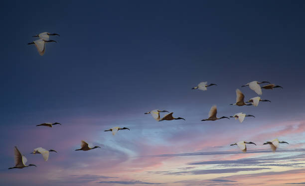 istock white family heron flying in the cloud 1409031154