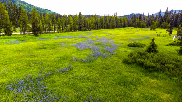 kręta rzeka w dzikiej montanie - idaho beautiful western usa usa zdjęcia i obrazy z banku zdjęć