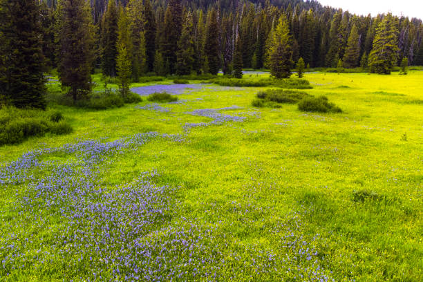 Winding river after rain in wild Montana, United States