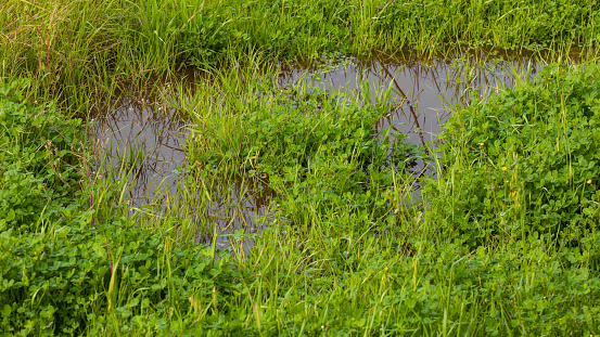 Small puddle in bright green grass