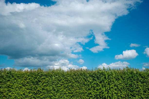 Plant Wall and Sky stock photo