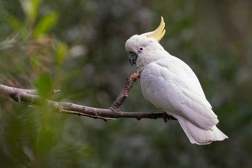Sulphur-crested cockatoo perched in a tree in the forest, NSW
