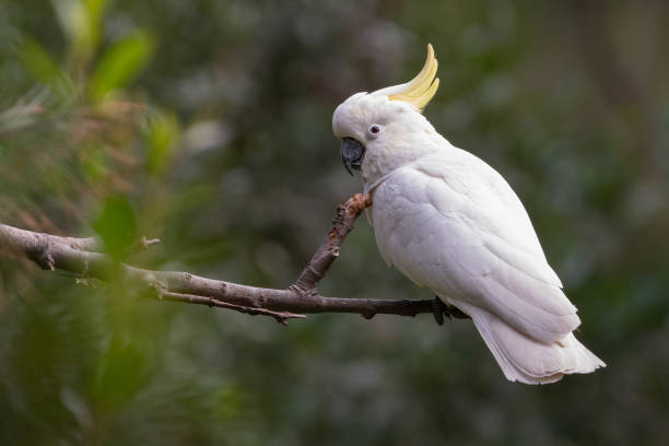 Sulphur-crested cockatoo Sulphur-crested cockatoo perched in a tree in the forest, NSW sulphur crested cockatoo (cacatua galerita) stock pictures, royalty-free photos & images