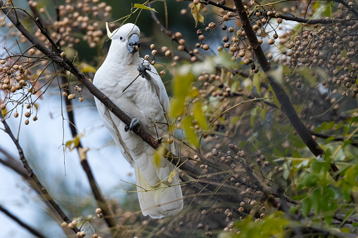 The Salmon-crested cockatoo (Cacatua moluccensis) is also known as the Moluccan cockatoo.