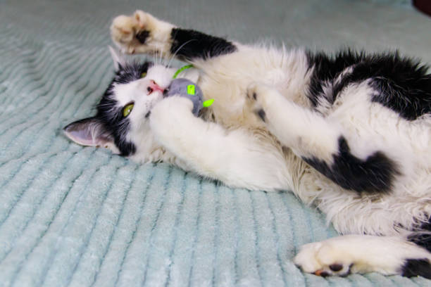istock Beautiful cat playing with a mouse toy on a bed 1409035068