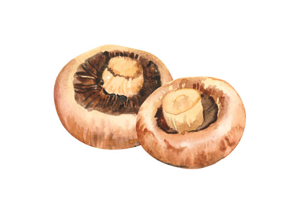 흰색 배경에 고립 된 수채화 맛있는 포르토 벨로 버섯 일러스트레이션을 손으로 그렸습니다. - edible mushroom portabello mushroom white background vegetable stock illustrations