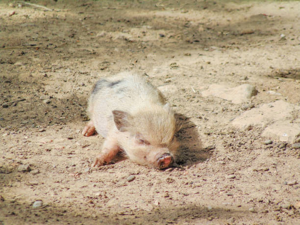 istock a little Minnesota pig on the ground 1409037747