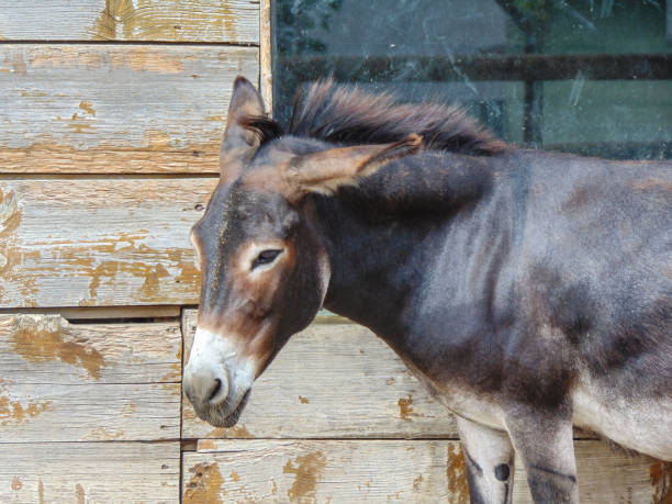 istock a donkey is sitting. in Romania 1409037749