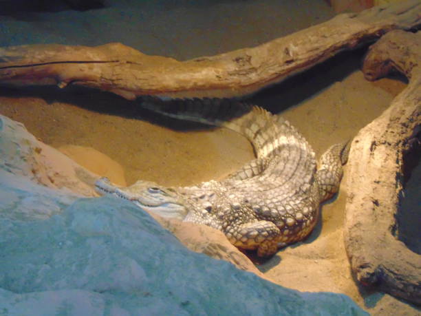 istock Nile crocodile in a enclosure 1409037833