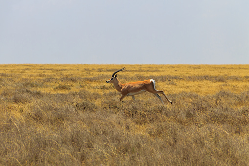 Male Impala (Aepyceros melampus) running in dry savannah in Serengeti National Park, Tanzania