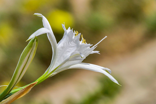 Calla Lily (Zantedeschia aethiopica) flower.