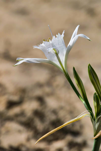 песчаная лилия или морской нарцисс крупным планом. pancratium maritimum, дикорастущее растение, цветущее морская лилия панкратиум. - морская лилия стоковые фото и изображения