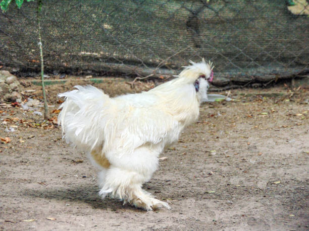 istock Silkie Bantam in the summer 1409037948