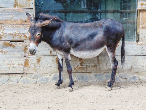 istock a donkey is sitting. in Romania 1409038967