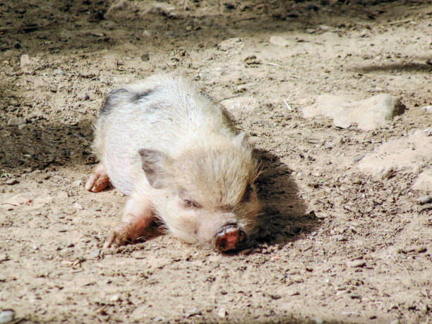 istock a little Minnesota pig on the ground 1409039020