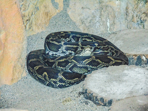 Anima Si Ular Python Ular Python Burma Foto Stok - Unduh Gambar Sekarang - Alam, Close-up ...