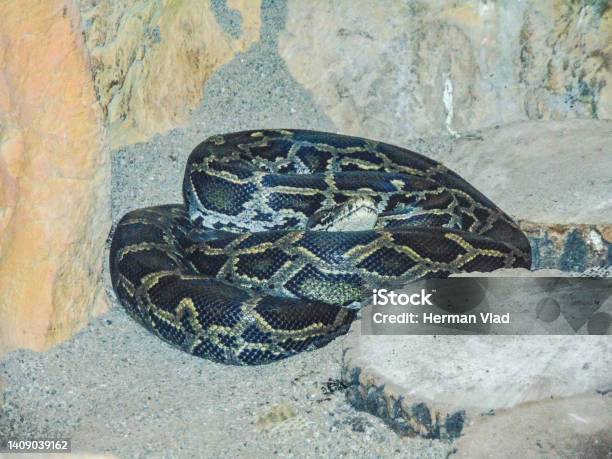 Ular Python Ular Python Burma Foto Stok - Unduh Gambar Sekarang - Alam, Close-up ...